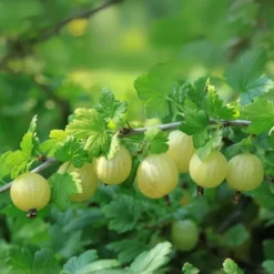 Krusbär - Set om 3 - Ribes uva- crispa - Höjd 25-40cm - ⌀9cm