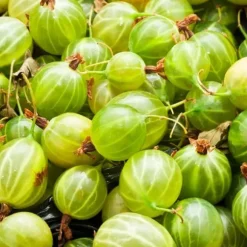 Krusbär - Set om 3 - Ribes uva- crispa - Höjd 25-40cm - ⌀9cm