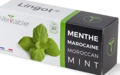 Äkta Äkta Lingot Marocká máta - ORGANISK