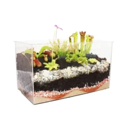 Köttsväxtplantor - Akvarium för egenplantering - liten