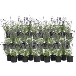 Lavendelbuskar - Set om 36 - Lavandula angustifolia - Höjd 10-15cm - ⌀10,5cm