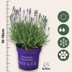 Lavendelbuskar - Set om 6 - Lavandula angustifolia - Höjd 10-15cm - ⌀10,5cm