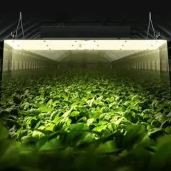 LED V grow light, 300W fullspektrum, dimbar, hög avkastning, Samsung dioder för inomhusodling och växthus.