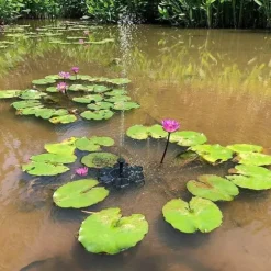 Lollanda Solcellsdriven Fontänpump med 7 Munstycken - Flytande Sol Fontänpump, för Trädgård, Pool och Fågelbad