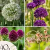 Lycklig fjäril - Set om 40 - Allium, Nectaroscordum - Blomlökar - Flerfärgad