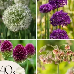 Lycklig fjäril - Set om 40 - Allium, Nectaroscordum - Blomlökar - Flerfärgad