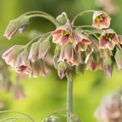 Lycklig fjäril - Set om 40 - Allium, Nectaroscordum - Blomlökar - Flerfärgad