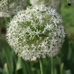 Lycklig fjäril - Set om 40 - Allium, Nectaroscordum - Blomlökar - Flerfärgad