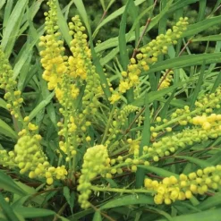 MAHONIA JAPONICA SOFT CARESS VASO 17CM städsegröna