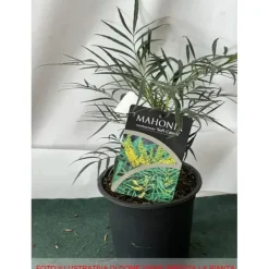 MAHONIA JAPONICA SOFT CARESS VASO 17CM städsegröna