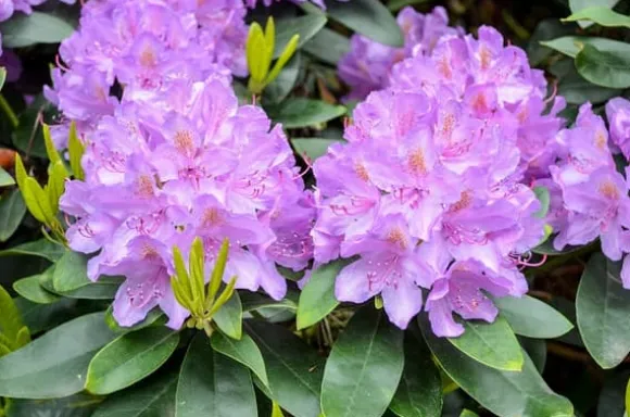 Mineralgel för azaleor och rhododendron 0,5 l Agrecol