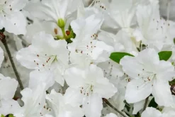 Mineralgel för azaleor och rhododendron 0,5 l Agrecol