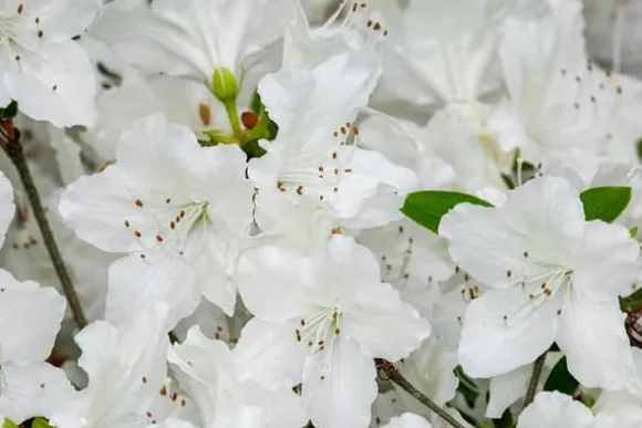Mineralgel för azaleor och rhododendron 0,5 l Agrecol