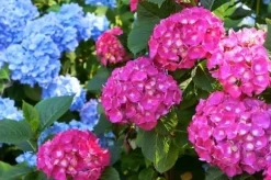 Mineralgel för hydrat 0,5 l Agrecol