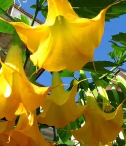 Mineralgel för spetsiga blad 0,5 l Agrecol