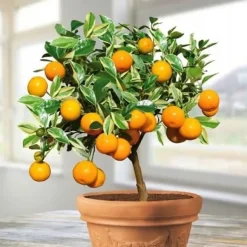 Mineralgelgödsel för citrus 0,25 l Agrecol