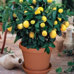 Mineralgelgödsel för citrus 0,25 l Agrecol