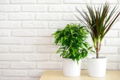 Mineralgelgödsel för krukväxter 0,5 l Agrecol