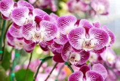 Mineralgelgödsel för orkidéer 0,5 l Agrecol