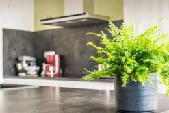 Mineralgelgödsel för ormbunkar 0,25 l Agrecol