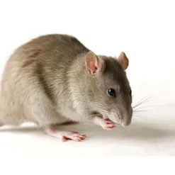 MINI BEHÅLLARE DÖDARE 1ST