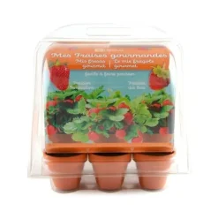 Mini växthus 6 krukor - Jordgubbar att odla