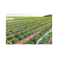 Mulchfilm med hål, 1m x 50m, 15 mic.