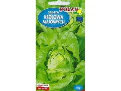 Nasiona Lactuca sativa - äkta sallat (smörhuvudssallat) frö 1g