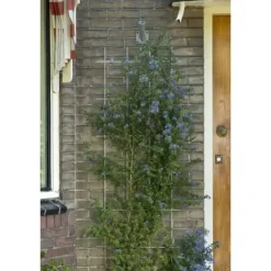 NATUR Rektangulärt galvaniserat ståltrådsnät 42,5xH145cm - Grön