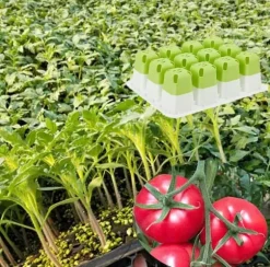 OBOSOE 5-pack Fröstartare Silikon, Plantbrätten med Pop-Out Celler 60 st, Inomhus Odling