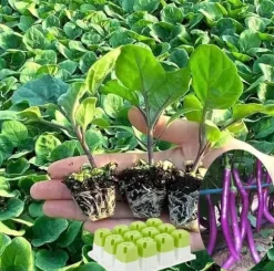 OBOSOE 5-pack Fröstartare Silikon, Plantbrätten med Pop-Out Celler 60 st, Inomhus Odling