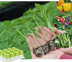 OBOSOE 5-pack Fröstartare Silikon, Plantbrätten med Pop-Out Celler 60 st, Inomhus Odling