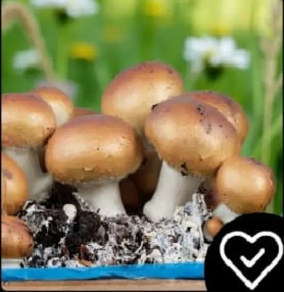 Odlingskit för bruna svampar, mycel, 5 kg, hemmaodling + gratis