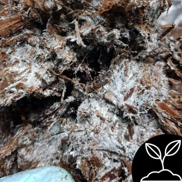 Odlingskit för bruna svampar, mycel, 5 kg, hemmaodling + gratis