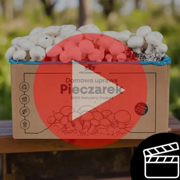 Odlingskit för bruna svampar, mycel, 5 kg, hemmaodling + gratis