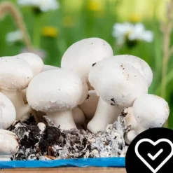 Odlingskit för vita svampar, 20 kg bal, 3-fas myceliumsubstrat, testat