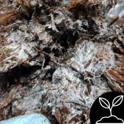 Odlingskit för vita svampar, 20 kg bal, 3-fas myceliumsubstrat, testat