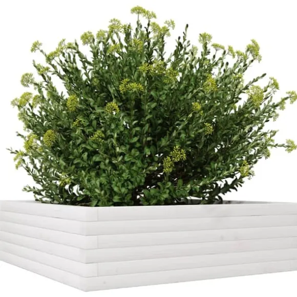 Odlingslåda i massiv furu 80x80x23 cm - Perfekt för blommor och växter | Färg: Vit | Storlek: 80x80x23 cm
