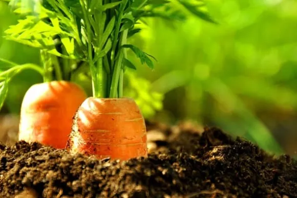 Optima Granulerad Kycklinggödsel 20l Naturlig ECO-gödsel Biovita