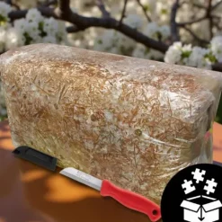 Ostronsvampmycelbal 15 kg Hemodling Snabbskörd + Gratis