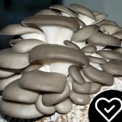 Ostronsvampmycelbal 15 kg Hemodling Snabbskörd + Gratis