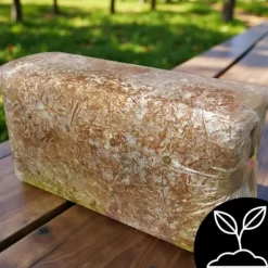 Ostronsvampmycelbal 15 kg Hemodling Snabbskörd + Gratis