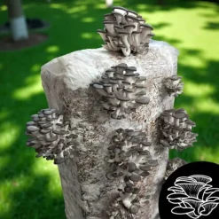 Ostronsvampmycelbal 15 kg Hemodling Snabbskörd + Gratis