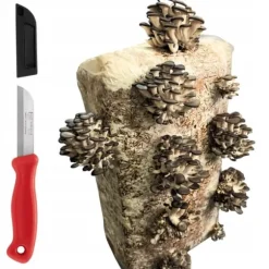 Ostronsvampmycelbal 15 kg Hemodling Snabbskörd + Gratis