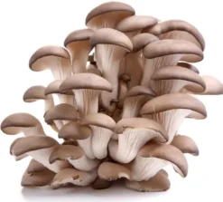 Ostronsvampmycelbal 15 kg Hemodling Snabbskörd + Gratis