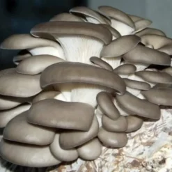 Ostronsvampmycelbal 15 kg Hemodling Snabbskörd + Gratis