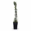 3-pack Jasminum nudiflorum 65 cm - Kruka Ø15 cm