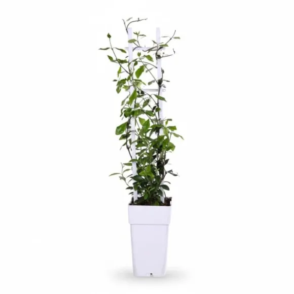 2-pack Trachelospermum 'Star of Toscana' 65 cm, kruka Ø15 cm