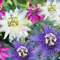Passionsblomma - Set om 6 - Passiflora hybridum - Höjd 25-40cm - ⌀9cm