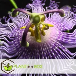 Passionsblomma - Set om 6 - Passiflora hybridum - Höjd 25-40cm - ⌀9cm